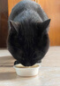 网易严选猫湿粮宠物零食浓汤大口肉罐头 鸡肉+三文鱼85g*6罐 实拍图