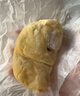 京鲜生 进口金枕鲜剥榴莲肉 1盒装 300g/盒 新鲜水果 源头直发 实拍图