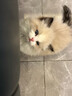 【纯种】布偶猫仙女猫海双蓝双山双长毛猫蓝眼睛小猫咪幼崽猫活体 宠物级 【更多幼猫】联系客服挑选 公 实拍图