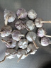 静益乐源山东紫皮蒜大蒜干大蒜蔬菜批发干蒜自种大蒜种子多瓣蒜当季蔬菜 【中果】精品大蒜2斤 精选今年大蒜 实拍图
