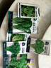 北蔬 芝麻菜种子种苗臭菜火箭生菜四季小青菜种籽 大叶芝麻菜种子10g 实拍图