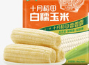 十月稻田 白糯玉米 4.16斤(260g*8根) 东北甜黏玉米棒 早餐苞米 实拍图