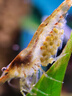 汉洋鱼缸刮藻刀水族箱除藻器 底砂整理平沙铲草缸工具基础款32cm 实拍图