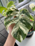 德沃多肥料50L植物营养土通用园艺种菜养花蔬菜盆栽泥炭土壤阳台种植椰土 实拍图