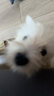 宠莱克犬细小病毒胶体金检测试纸条 1条/盒 犬细小CPV试纸检测卡 实拍图