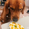 麦富迪 狗狗零食 鸡鸭肉卷夹心牛皮720g成幼犬磨牙棒训练奖励宠物零食 实拍图