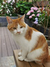 伟嘉成猫猫粮3.6kg吞拿鱼及三文鱼口味布偶加菲英短猫咪成猫全价粮 实拍图