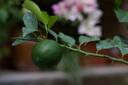 佳能（Canon） RF50mm F1.8全画幅小痰盂微单定焦镜头大光圈人像镜头 RF50mm F1.8 STM 实拍图