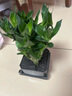 九千谷富贵竹盆栽植物花卉办公室桌面懒人小盆景四季常青源头直发 实拍图