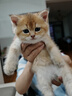 京东京造宠物沐浴露猫用 抑菌除螨氨基酸洗护合一低敏温和持久留香500ml 实拍图
