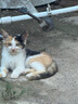 八位堂猎户座真无线游戏手柄霍尔摇杆Switch苹果PC电脑Steam 怪物猎人荒野 黑神话悟空 实拍图