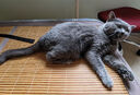 licheers猫狗窝凉席小型犬宠物猫咪睡垫夏季床垫泰迪中大型犬狗垫子 L号 实拍图