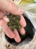 音朗茶叶2025新茶 安溪铁观音 春茶特级清香型兰香茶叶礼盒2罐共500g 实拍图