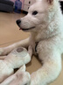 凯锐思狗粮幼犬粮泰迪金毛比熊博美柯基通用型大型小型犬专用 6kg 实拍图