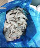 PHUKEY SEA生冷冻南美白对虾 海鲜水产 净重3斤 盒装 （41-50只/KG） 实拍图