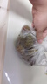 京鲜生广东茂名妃子笑荔枝 净重3斤 单果18g+  新鲜水果 源头直发包邮 实拍图