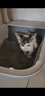 汪野君养猫新手套装猫砂盆铲喂食喂水器绒布猫窝猫砂用品组合基础四件套 实拍图