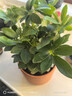 【八方来财】发财树鸭脚木盆栽四季常青桌面防辐射花卉盆景 八方来财20厘米4颗【加仑盆】 送肥料 实拍图