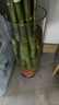 盛世泰堡 花瓶水养插花瓶水培富贵竹客厅花瓶摆件透明直筒款防摔10*30cm 实拍图