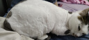 易简（yijan）理发器宠物剃毛器狗狗猫咪推子电推剪脚毛修剪全身推毛器 实拍图