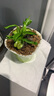 八目尚賞捕蝇草盆栽新奇趣味捕虫草食人花卉绿植食虫草新奇趣味捕蝇草 美人齿4-5CM 带盆栽好 实拍图
