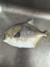 环球水产 南海金鲳鱼700g 2条 BAP认证深海鱼 冷冻 生鲜鱼类海鲜 家庭聚餐 实拍图