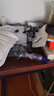 浩瀚卓越（hohem）XE kit 手机稳定器 手机云台 三轴云台稳定器 直播vlog神器 智能手持云台 1年质保 实拍图