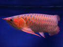 BIOZYM百因美鱼缸水质稳定剂自来水除氯养鱼养水水族箱除氨用品 实拍图