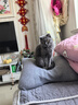伟嘉成猫猫粮3.6kg海洋鱼味布偶英短猫咪夹心粮全价粮【原料透明】 实拍图