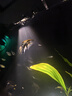 修医宠亚甲基蓝鱼药鱼缸杀菌消毒水族锦鲤鹦鹉白点小瓜虫寄生虫650ml 实拍图