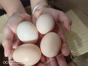 筱诺 新鲜现捡初生蛋土鸡蛋笨鸡蛋散养柴鸡蛋 30枚鸡蛋1.2kg 实拍图