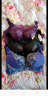 戴芝蒂 女式文胸无钢圈聚拢上托侧收抹胸女内衣DL902819 深紫色 75A 晒单实拍图