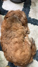 伯纳天纯生鲜小型犬中大型犬粮农场派对鸡肉味泰迪比熊幼犬成犬粮2kg/4斤 实拍图