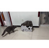 田田猫高密度瓦楞纸猫抓板汽车猫房子猫窝猫玩具耐磨耐抓猫用品猫薄荷 实拍图