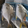 翔泰海南深海金鲳鱼700g 2条 烧烤 火锅 生鲜鱼类 BAP认证 海鲜水产 实拍图