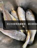 卖鱼七郎 去腮去内脏冷冻小黄鱼黄花鱼2.4斤烧烤食材生鲜鱼类海鲜水产 实拍图