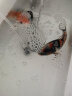 琅河水族 锦鲤鱼活体 冷水观赏鱼活鱼多品类精选 昭和三色 13-15cm 实拍图