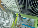 万宠汇 鸟活体虎皮鹦鹉笼养牡丹玄风活鸟学说话手养小太阳鹦鹉宠物鹦鹉 随机金彩虎皮2只+双层笼+饲料1斤 实拍图