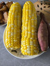 京鲜生 云南水果玉米 净重4.5斤 新鲜金银玉米带皮嫩棒子苞米 源头直发 晒单实拍图