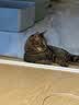 喔喔（WOWO）猫罐头猫零食 猫湿粮成猫幼猫宠物猫用浓汤补水罐 混合口味【85g*6】 实拍图