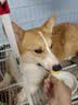 疯狂小狗宠物零食狗狗猫咪冻干训练磨牙猫狗通用 冻干棒棒糖 芝士夹心30g 实拍图