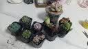 墨一教师节多肉植物带盆栽好组合套装办公室桌面摆件绿植花卉盆栽好养 姬星美人【塑料盆栽好】 实拍图