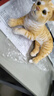 蓝诗诺小猫咪毛绒玩具仿真宠物玩偶动物模型儿童猫偶猫咪公仔送儿童礼物 橘猫【侧卧款】【长29厘米】 均码 实拍图