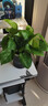 特价绿萝盆栽室内客厅办公室吸甲醛净化空气水培植物绿植花卉好养 【1盆】绿萝+轻奢灰色繁星吸水盆 整体含盆高度20-25cm 实拍图