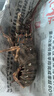 渔传播 鲜活小青龙大龙虾200-250g/只 2只装海鲜 保鲜不保活 源头直发 实拍图