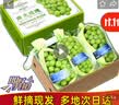 星派果【顺丰JD多地次日达】云南阳光玫瑰青提葡萄当季新鲜水果礼盒装 一级果5斤【原箱串装】单颗8-10g 坏损包赔，颗颗甄选 | 顺丰JD，送货上门 实拍图