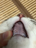 LEGENDSANDY蓝氏全价猫粮成猫幼猫生骨肉冻干粮 盒装 猎鸟乳鸽4.5kg 实拍图