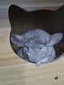 暮秋小主龙猫活物 龙猫活体幼崽宠物毛丝鼠亲人可爱家养网红活宠疫苗齐全 米色弟弟【新手推荐】 实拍图