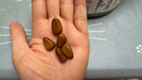 三只松鼠大颗粒东北松子500g/罐装坚果炒货手剥开口A++干果零食一斤装送礼 实拍图