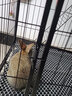 蔻丝兔笼子家用室内专用兔笼子大号加粗方管兔笼养兔子窝兔子笼子 【78_55_100】大双层 带阁楼 实拍图